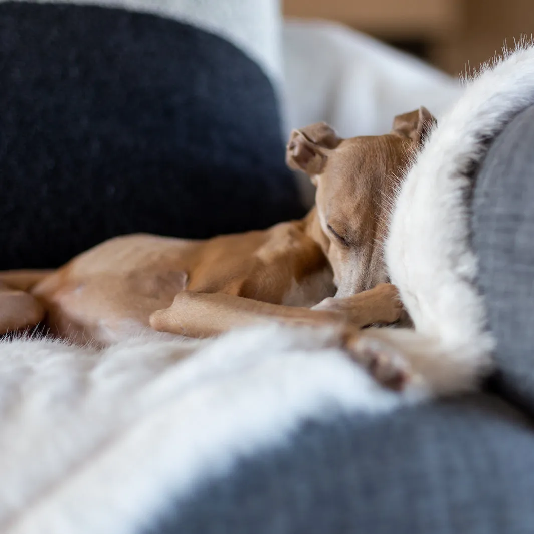 Faux-Fur Dog Blanket in Polar Bear