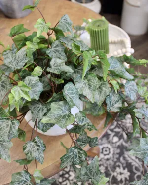 Frosted Green Ivy Bush